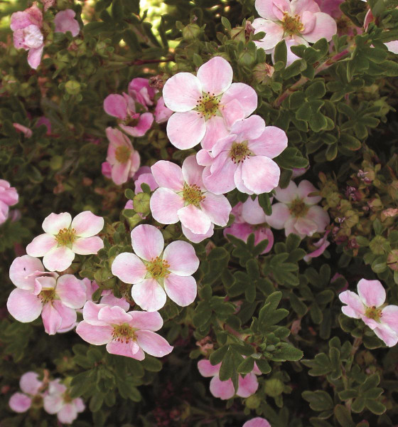 POTENTILLA PINK BEAUTY 2G