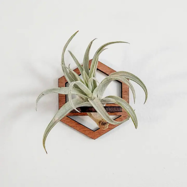 AIR PLANT HOLDER WALL HEXAGON