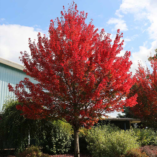 MAPLE RED REDPOINTE 20G 1-1/2"