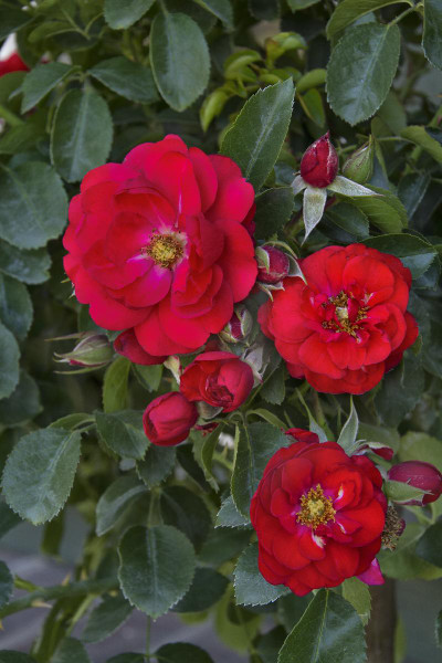 ROSE CARPET SCARLET 1GS