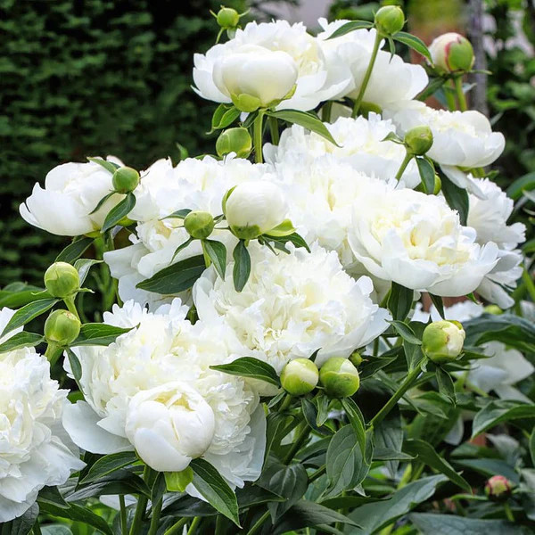 PEONY DUCHESSE DE NEMOURS 2G