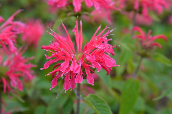 BEE BALM CORAL REEF 1G