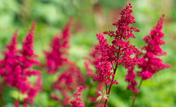 ASTILBE MIGHTY CHOCO CHERRY 1G