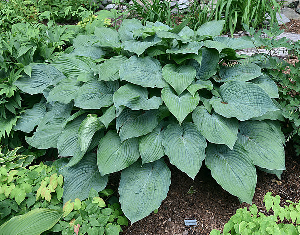 HOSTA BLUE MAMMOTH WHITE 1G