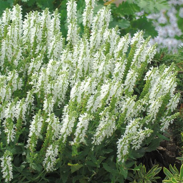 SALVIA LYRICAL WHITE 1G