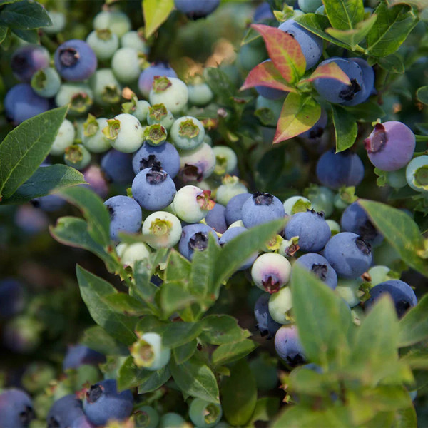 BLUEBERRY JELLY BEAN 2QT