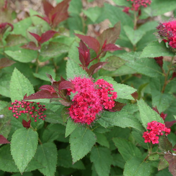 SPIREA DBL PLAY DOOZIE 2GS