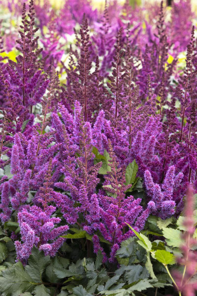 ASTILBE VISIONS RED 1G
