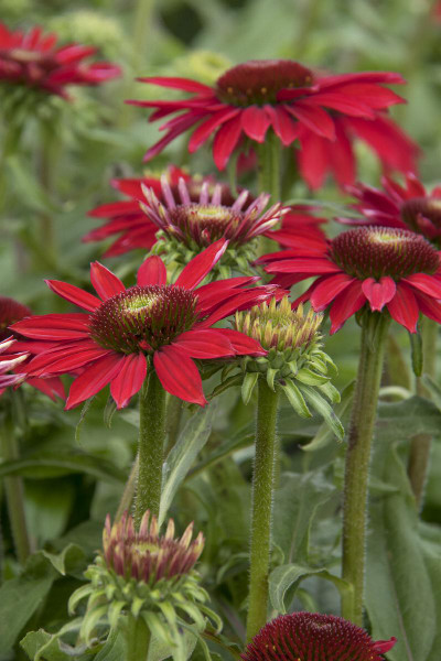 CONEFLOWER BAJA BURGUNDY 1G