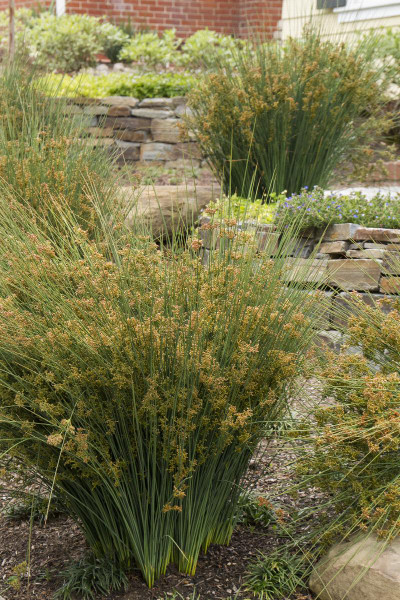 GRASS RUSH EUROPEAN MEADOW 1G