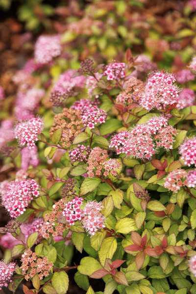 SPIREA BUTTERSCOTCH BABY 1G