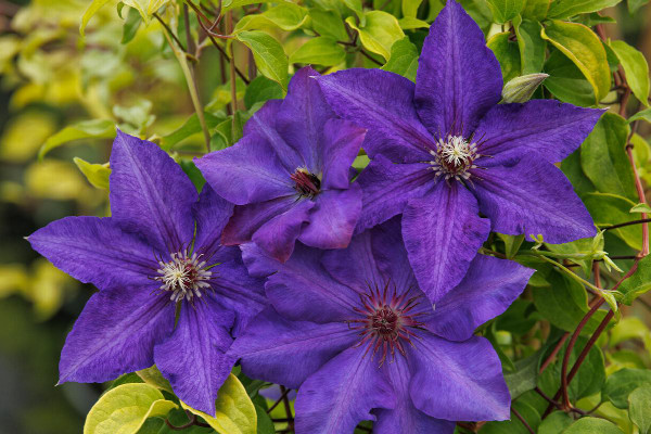 CLEMATIS ROYAL CASCADE 1G