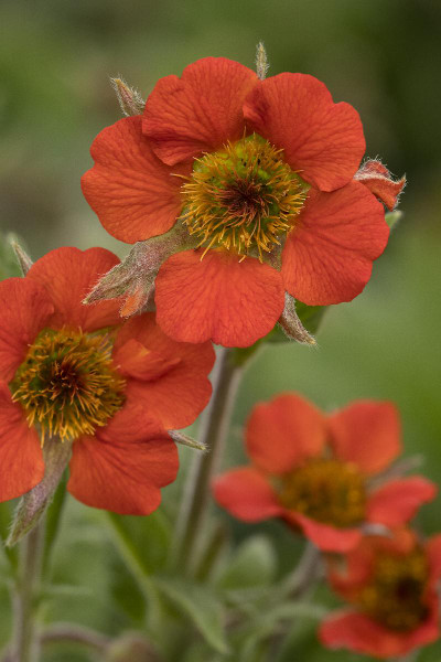 GEUM RUSTICO ORANGE 1G