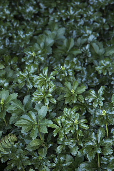 PACHYSANDRA GREEN SHEEN UT