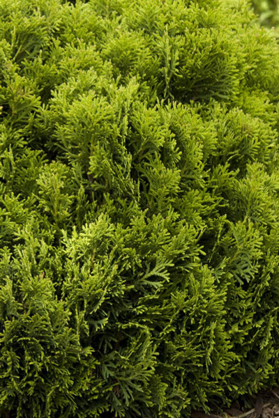 ARBORVITAE EMERALD GREEN 2G