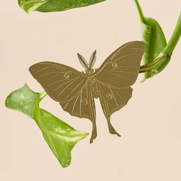 PLANT ANIMAL LUNAR MOTH