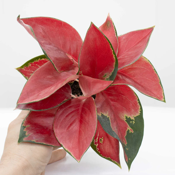 6" AGLAONEMA STAR KING