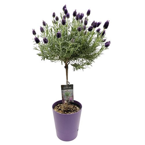 6" LAVENDER TOPIARY SW POT