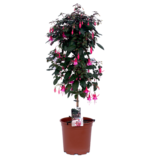 10" FUCHSIA STANDARD