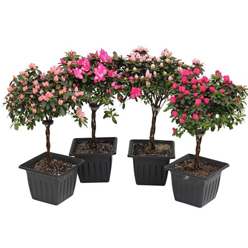 8" AZALEA TREE