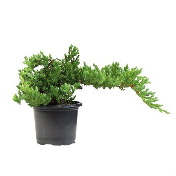 4" BONSAI JUNIPER