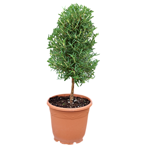 7.5" ROSEMARY STANDARD