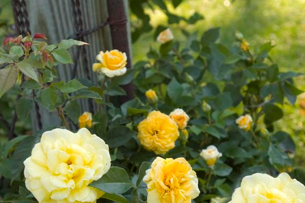 ROSE EASY ELEGANCE HIGH VOLTAGE YELLOW 2G