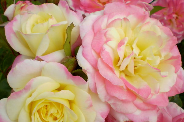 ROSE EASY ELEGANCE MUSIC BOX YELLOW 2G