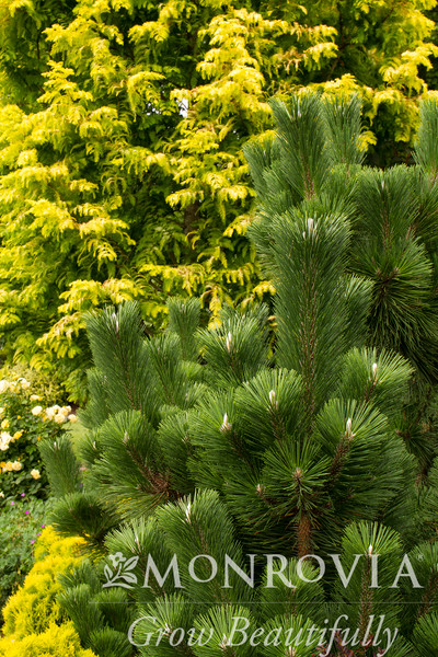PINE THUNDERHEAD 10G