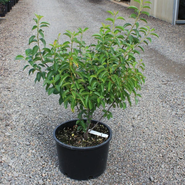 CHERRY ROMEO DWARF 6G