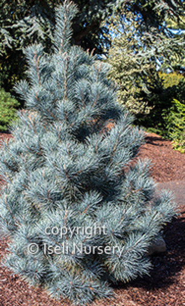 PINE PACIFIC BLUE 15G