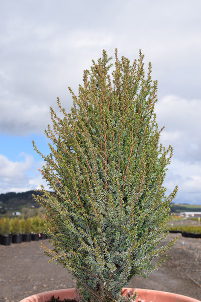 JUNIPER PENCIL POINT 5G