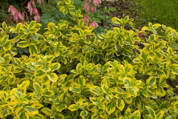 EUONYMUS GOLD SPLASH 2G