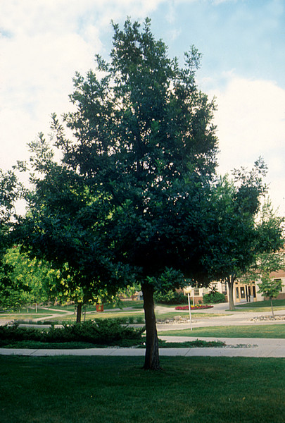 OAK PRAIRIE STATURE 10G