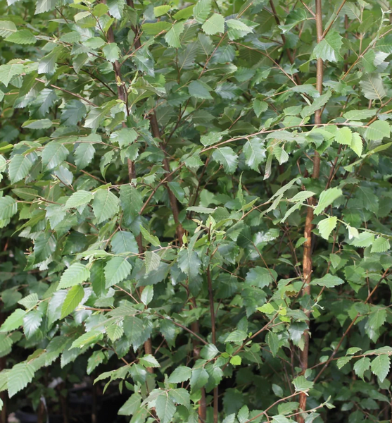 BIRCH DURA HEAT 15G 5-6'