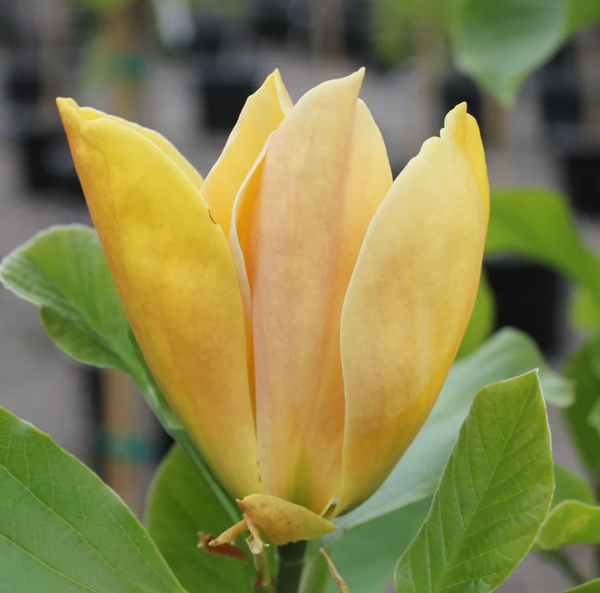 MAGNOLIA JUDY ZUK 7G