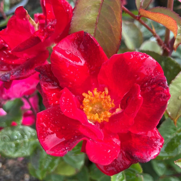 ROSE TOP GUN RED 5G
