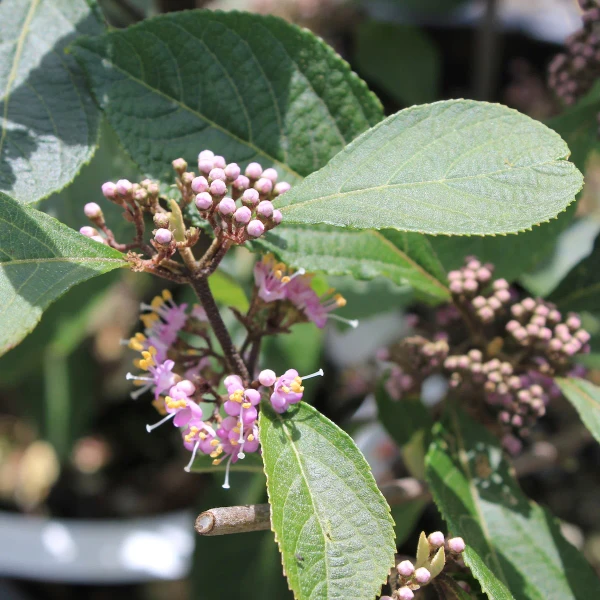BEAUTYBERRY PROFUSION 5G