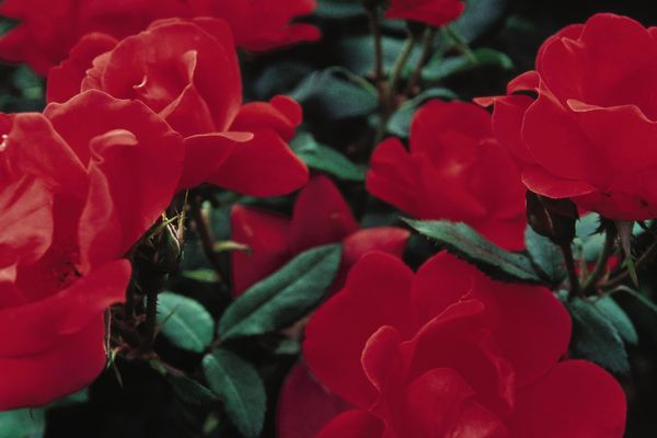 ROSE KNOCKOUT RED 3G