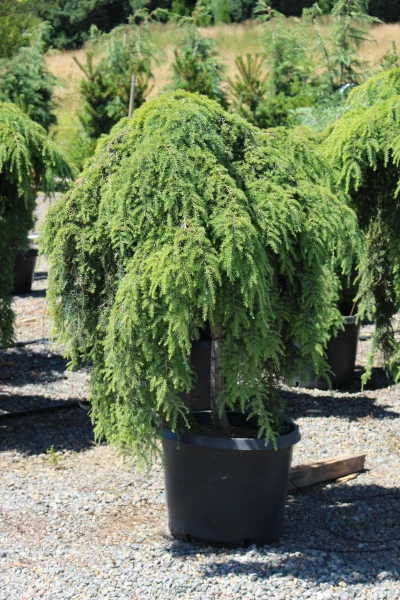 HEMLOCK CANADIAN WEEPING 6G