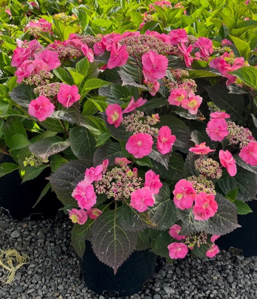 HYDRANGEA TUFF STUFF 5G