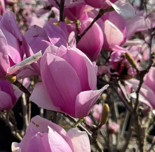MAGNOLIA FELIX 5G