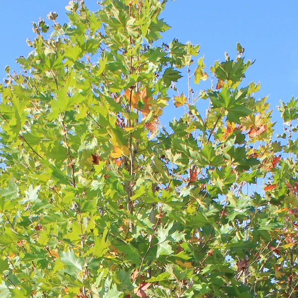 PLANETREE EXCLAMATION 15G 1.25"