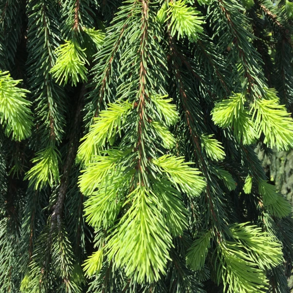 SPRUCE NORWAY WEEPING 35G 4-5'