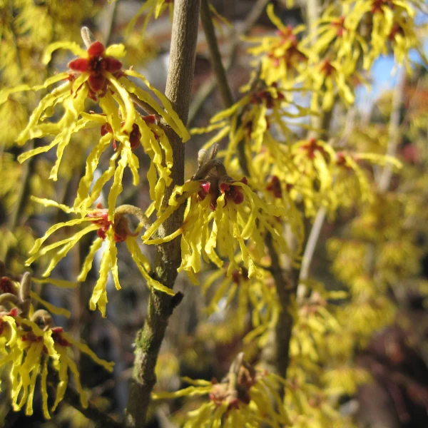 WITCH HAZEL ARNOLDS PROMISE 10G