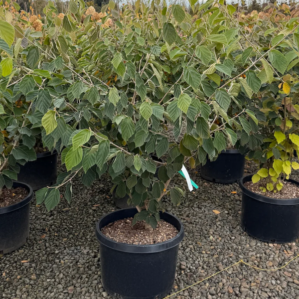 WITCH HAZEL PALLIDA 10G