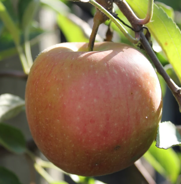 APPLE BRAEBURN 25G