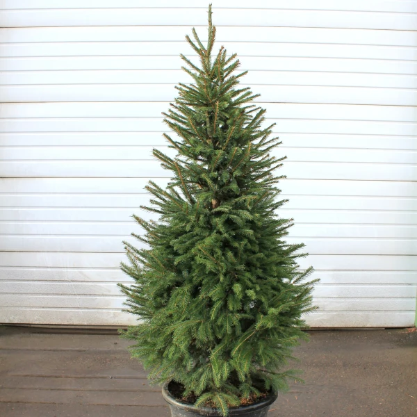 SPRUCE NORWAY 15G