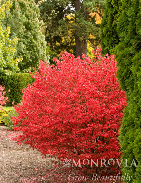 BURNING BUSH COLES COMPACT 2G