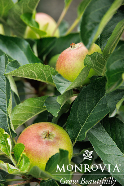 APPLE COLUMNAR TASTY RED 7G